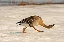 Bean goose (Anser fabalis) walking over snow, crouched low, hissing, aggresion, Finland, May