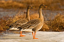 Bean goose (Anser fabalis) two on snow near water, Finland, May