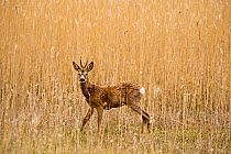 Roe deer (Capreolus capreolus) in long grass, Finland, May