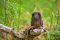 Tengmalm's owl (Aegolius funereus) chick perched on stump, Finland, June