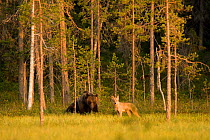Brown bear (Ursus arctos) and Grey wolf (Canis lupus) in woodland wetlands, Kuhmo, Finland, July