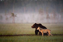 Brown bear (Ursus arctos) and Grey wolf (Canis lupus) together in wetlands, Kuhmo, Finland, July