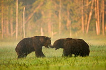 Two Brown bears (Ursus arctos) showing aggression in woodland wetlands, Kuhmo, Finland, July