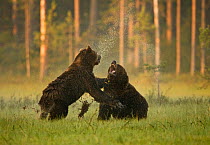 Two Brown bears (Ursus arctos) fighting in woodland wetlands, Kuhmo, Finland, July