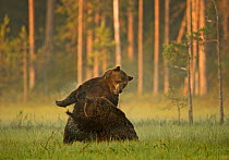 Two Brown bears (Ursus arctos) fighting in woodland wetlands, Kuhmo, Finland, July