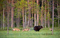 Brown bear (Ursus arctos) being chased by Grey wolves (Canis lupus) in woodland wetlands, Kuhmo, Finland, July