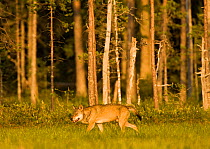 Grey wolf (Canis lupus) in woodland wetlands, Kuhmo, Finland, July