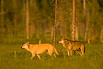 Two Grey wolves (Canis lupus) in woodland wetlands, Kuhmo, Finland, July