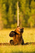 Brown bear (Ursus arctos) wallowing in mud in woodland wetlands, Kuhmo, Finland, July