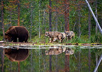 Brown bear (Ursus arctos) and pack of Grey wolves (Canis lupus) beside water in woodland wetlands, Kuhmo, Finland, July