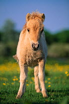 Shetland pony (Equus caballus) foal, UK