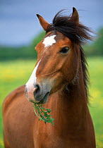 Horse (Equus caballus) grazing on thistles, UK