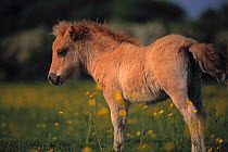Miniature shetland pony (Equus caballus) foal in field, UK