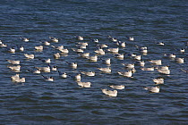 Large flock of Bonapartes Gull (Chroicocephalus philadelphia) on water, Monterey Bay, California, USA, April