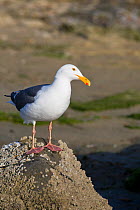 Western Gull (Larus occidentalis) perched on rock, Monterey Bay, California, USA, April