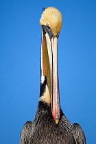 Brown Pelican (Pelecanus occidentalis) preening, Elkhorn Slough, California, USA, January