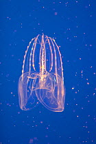Comb Jelly (Beroe) Monterey Bay Aquarium, California, USA, Captive