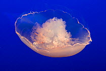 Common / Moon Jellyfish (Aurelia aurita) Monterey Bay Aquarium, California, USA, Captive