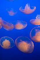 Group of Common / Moon Jellyfish (Aurelia aurita) Monterey Bay Aquarium, Calirfornia, USA, Captive