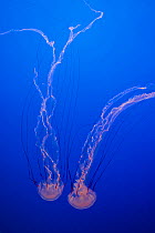 Two Purple / Striped Jellyfish (Pelegia / Chrysaora colorata) Monterey Bay Aquarium, California, USA, Captive