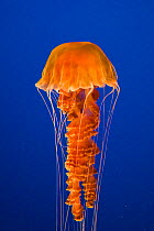 Sea Nettle (Chrysaora quinquecirrha / achlyos) Monterey Bay Aquarium, California, USA, Captive