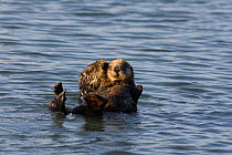 Southern Sea Otter (Enhydra lutris) mother holding a 3-week pup, Monterey Bay, California, USA, December