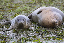 Common / Harbour Seal (Phoca vitulina) mother and 2-week pup relaxing amongst kelp, Monterey Bay, California, USA, April