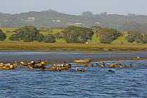 Group of Common / Harbor Seal (Phoca vitulina) haul out in estuary, Elkhorn Slough, California, USA, March