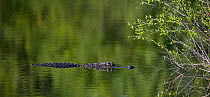 American alligator (Alligator mississippiensis) slowly approaching a bird nesting area on an island in Venice Rookery. Florida, USA, January