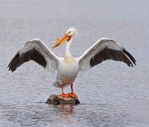 American white pelican (Pelecanus erythrorhynchos) in breeding plumage showing horny plate on upper mandible. It is displaying with wings spread and standing on a rock in the water. Colorado, USA, May