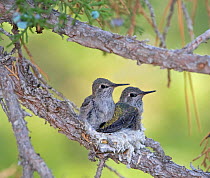 Anna's hummingbird (Calypte anna) chicks about  to fledge, in their nest in juniper tree in southwest Reno. Nevada, USA, July
