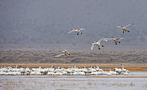Tundra / Whistling swans (cygnus columbianus) coming in to land gently onto frozen Swan Lake during the start of a snowstorm. Lemmon Valley, Nevada, USA, December