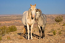 Portrait of a wild horse mare and her colt (Equus caballa) roaming on hills near Placitas. New Mexico, USA, February.