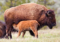 Bison calf (Bison bison) nursing from its mother in Yellowstone National Park. Wyoming, USA, May