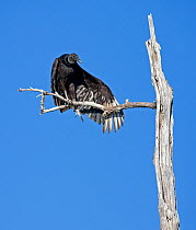 Black vulture (Coragyps atratus) perched in a snag, stretching one wing and one leg together. The Everglades, Florida, USA, January