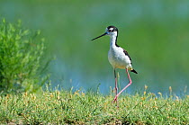 Black necked stilt (Himantopus mexicanus) standing with one leg raised near its nest site in Carson Lake Wetlands. Fallon, Nevada, USA, July