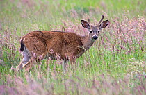 Black-tailed deer (Odocoileus hemionus columbianus), subspecies of the Mule deer. This young buck eating grass pauses to watch the photographer on a trail in Point Reyes National Seashore. California,...