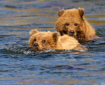 Two young Grizzly bear cubs (Ursus arctos horribilis) stay close together while following their mother across the Brooks River. Alaska, USA, October