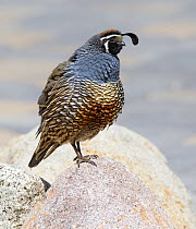 California quail (Callipepla californica) with feathers fluffed out, standing on a rock in a backyard in Reno. He visits to search for seed underneath the bird feeders. Nevada, USA, May