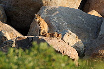 Bobcat (Lynx / Felis rufus) female watching at the entrance to her den as her three kittens sleep on a boulder in the sunshine. Suburban Reno, Nevada, USA