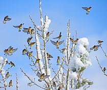 Large flock of Cedar waxwings (Bombycilla cedrorum) descending upon a Cottonwood tree in a Reno backyard after a snowstorm. Nevada, USA, December