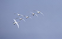 Tundra / Whistling swans (Cygnus columbianus) circling around as they prepare to land on Swan Lake. Lemmon Valley, Nevada, USA, December