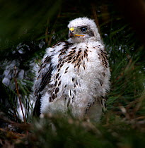 Cooper's hawk (Accipiter cooperii) chick standing in nest in a suburban neighborhood in Reno. Nevada, USA, June