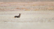 Coyote (Canis latrans) mousing in a field of winter grasses pauses to watch the photographer. Lemmon Valley, Nevada, USA, January