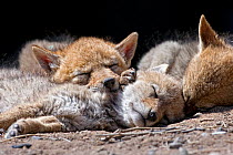 Three Coyote pups (Canis latrans) sleeping outside the entrance to their den in the morning sunshine. Suburban southwest Reno, Nevada, USA, April
