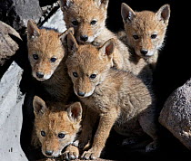 Five curious Coyote pups (Canis latrans) at the entrance of their den, looking up at the camera. Suburban southwest Reno, Nevada, USA, April