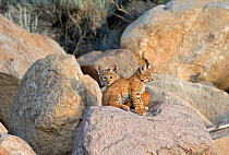 Two Bobcat kittens (Lynx / Felis rufus) sitting on a boulder outside their den. Suburban southwest Reno, Nevada, USA, July