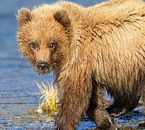 Grizzly bear cub (Ursus arctos horribilis) looking curiously at the camera while hunting for fish with its mother near the shoreline. Brooks River, Alaska, USA, October