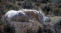 Wild stallion horse (Equus caballus) lying down to rest after a battle with another stallion over a mare. Palomino Valley, Nevada, USA, April.