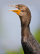 Double-crested cormorant (Phalacrocorax auritus) roosting during the daytime on the Anhinga Trail. The Everglades, Florida, USA, January